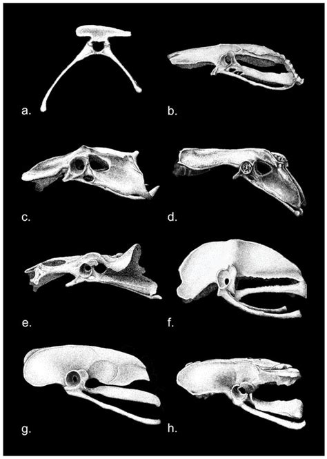The Avian Acetabulum: Small Structure, but Rich with Illumination and ...