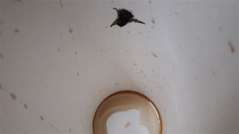 Mcdonald's India — alive worm found in mcaloo tikki