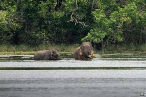 JUMBO SAFARI - JEEP SAFARI HABARANA (2026) All You Need to Know BEFORE ...