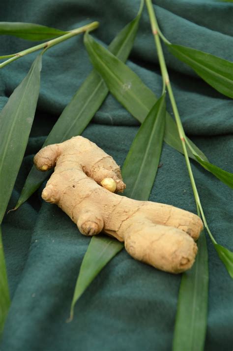 Zingiber officinale - Gember, Common ginger; Canton ginger; Stem ginger ...