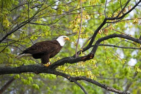 Discover the James Bald Eagle Tours (Richmond) - All You Need to Know ...