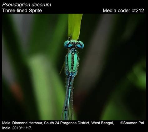 Pseudagrion decorum Rambur, 1842 - Three-lined Sprite | Odonata
