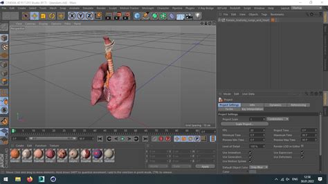 3D model Female Anatomy Lungs and Heart | 3D Molier International