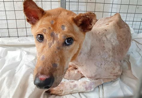 Rescue Dog Archie - FOUR PAWS International - Animal Welfare Organisation