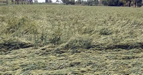 Maharashtra cabinet announces Rs 1339 crore assistance to farmers ...