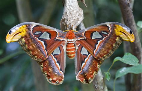 Giant Moth Species