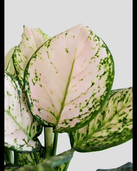 Aglaonema White Pink: Enhance Your Space Naturally