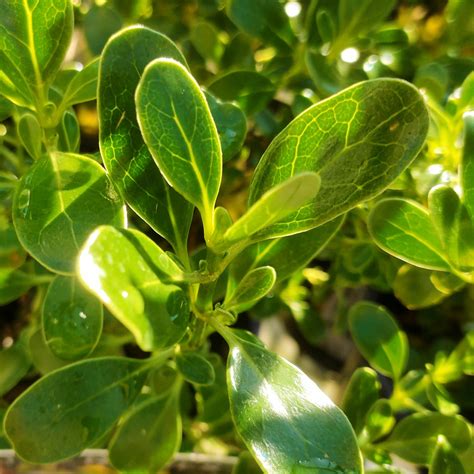 Coprosma repens 'Iti Green' (Mirror Bush) - Pikirangi Online Garden Centre