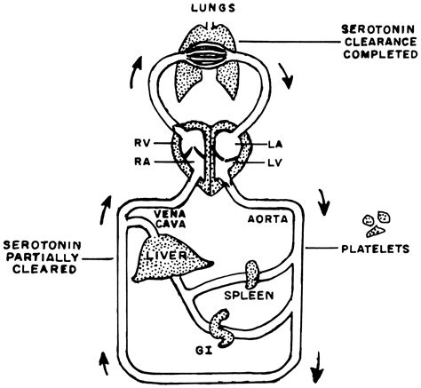 Aminorex to Fen/Phen | Circulation