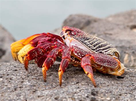 Types of Crabs for Seafood Lovers