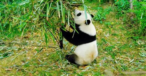 Watch: How China uses giant pandas to do (uranium) business with other ...