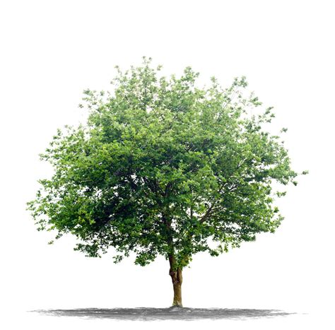 beautiful green tree isolated on white | Premium Photo