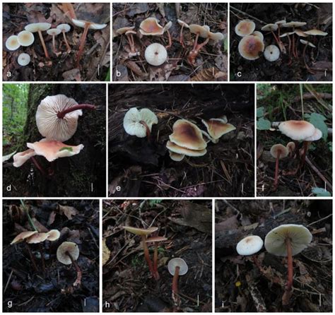 Morphological and Molecular Evidence Reveal Eight New Species of ...