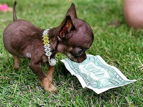 Official GWB smallest dog | Baby dogs, Animals friends, Small dogs