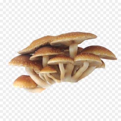 Brown Mushrooms PNG Free File Download LM6RZZZL - Pngsource