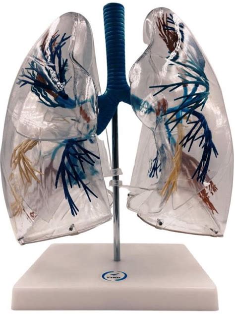 Lexbax Lungs model export quality (Pack of 1 ) Anatomical Body Model ...