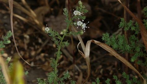 The Best Herb To Treat Seasonal Cold and Fever is Here - lifeberrys.com
