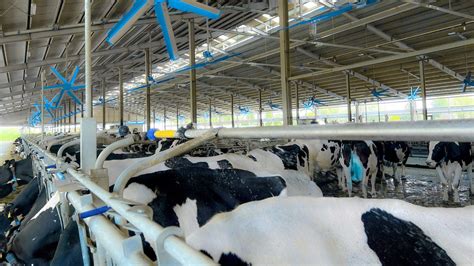 Smart Cooling vs. Traditional Cooling: Don’t Let Heat Stress Take Over ...