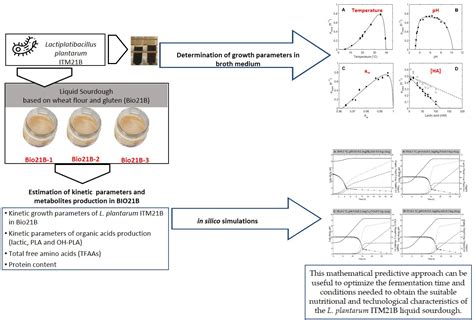 Modeling of Growth and Organic Acid Kinetics and Evolution of the ...
