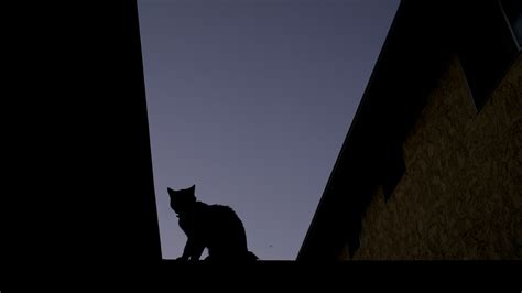 Mueren 2 gatos de unos trabajadores lecheros por gripe aviar; no está ...
