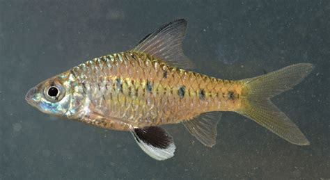 Indie Journal | New highly endemic species of Maharaja Barbs fish found ...