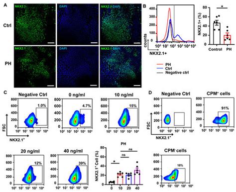 Role of BMPR2 Mutation in Lung Organoid Differentiation
