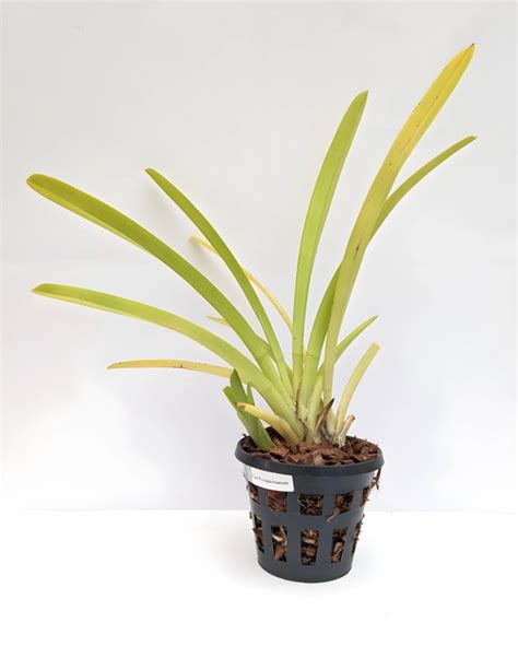 Cymbidium Orchid Species Finlaysonianum Without Flowers