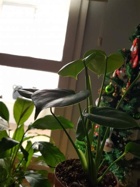 Devetabanı (Monstera Deliciosa) - Page 14 - agaclar.net