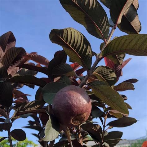 Red Apple Guava Live Live Fruit Plant (Home & Garden) – Hug A Plant