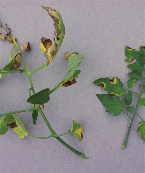 Bacterial canker of tomato - Prevention, Control and Damage