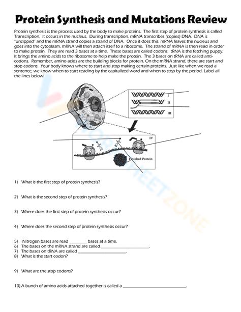 Image result for Protein Synthesis Review Worksheet