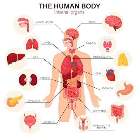 Human body Images - Free Download on Magnific (formerly Freepik)
