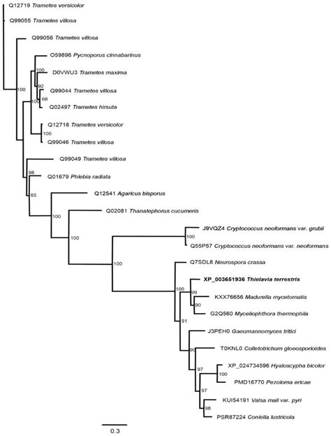 Improvement of Laccase Production by Thielavia terrestris Co3Bag1 ...