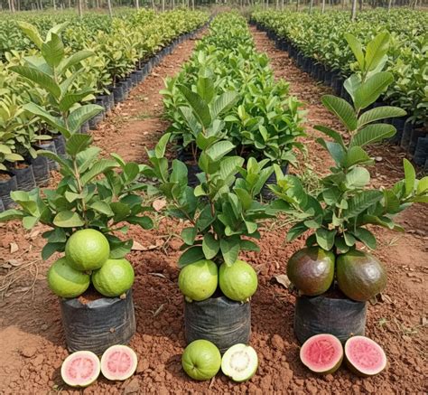 Guava – 3 Plants (3 Types Combo) – Krish Gardens