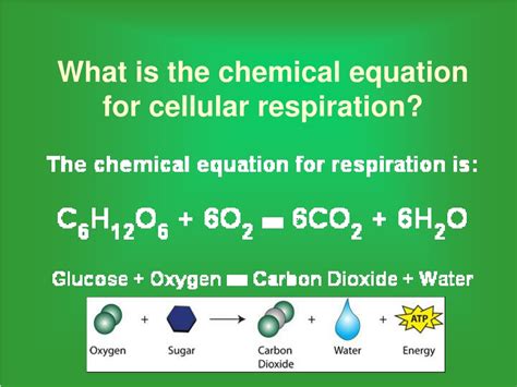 PPT - Photosynthesis & Respiration PowerPoint Presentation, free download - ID:9219326