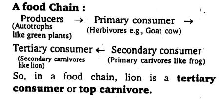 In a food chain, lion is a : - Tardigrade