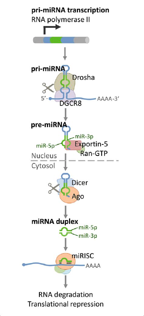Primary microRNA Transcript 的图像结果