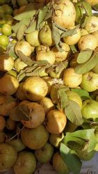 GeeCom India | Empowering Farmers and Rural India