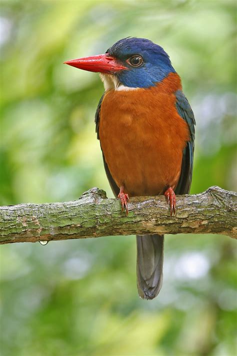 Green-backed Kingfisher (Blue-headed) - eBird