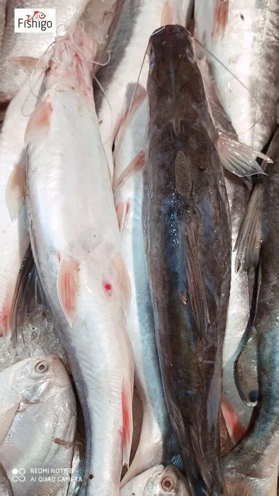 Buy Aar / Singhara Maach ( 1kg to 3kg Size ) Price Per Kg On Gross ...