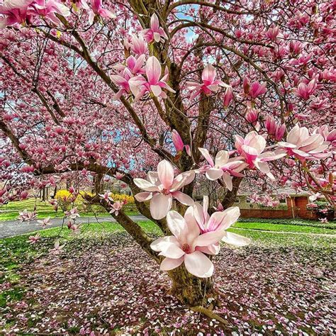 Traditional Variety Of Sakura Tree Seeds (Sakura Soulangeana) - 30 ...