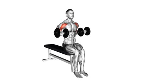 Dumbbell Seated Drag Curl - Exercise Guide & Tips