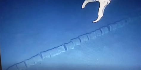 Giant skeleton spotted on seabed, netizens say it could be sea dragon ...