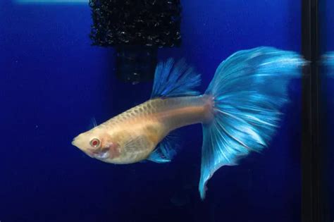 Blue Topaz guppy | FRESHWATERAQUATICA