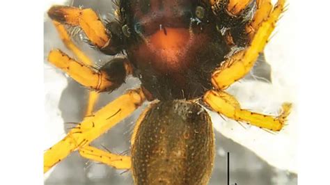 Carrhotus Piperus