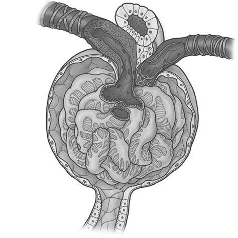 腎小体のイラスト ※着色あり🎨【フリー素材】｜看護roo![カンゴルー]