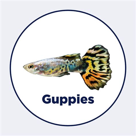 Best Fish Food for Guppies | Intan Fish Feeds By Growel – Intan Growel