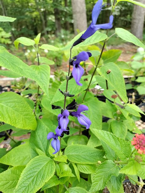 Salvia 'Black and Blue' - Salvia guaranitica - Upper Place Gardens