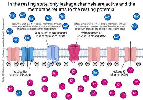 The Action Potential in Unmyelinated Axons - Introduction to Neuroscience