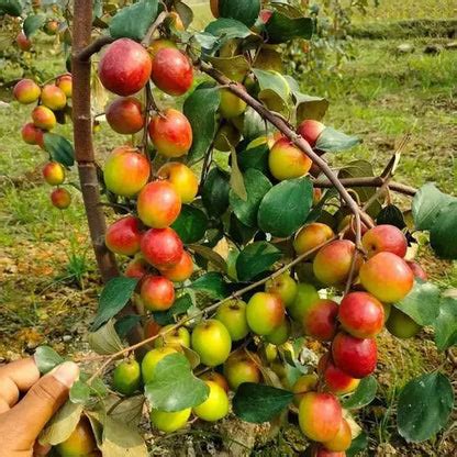 Ber Apple(Elanthikka) fruit plant – Wayanadan Touch Garden